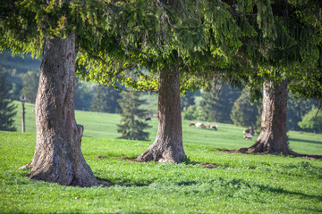 Trees on the meadow, Slovakia