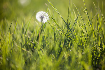 Dandelion in a meadow