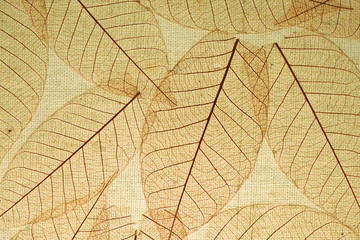 Fototapeta na wymiar Skeleton Leaves