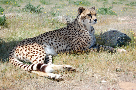 Cheetah Calm in Shadow