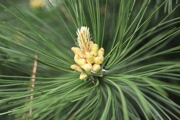 sosna © shutterfil77