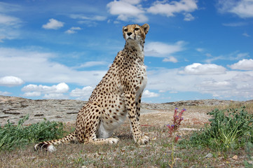 Cheetah in Daylight