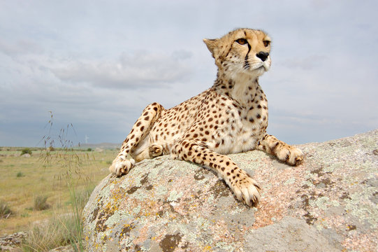 Cheetah on a Rock Alone