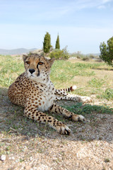 Cheetah Resting in a Shadow
