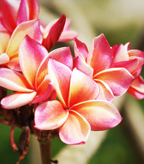 Fototapeta premium Pink frangipani flowers