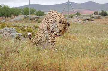 Cheetah Washing Herself