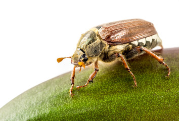 cockchafer