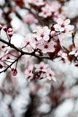 spring blossoms