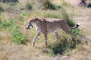 Cheetah with a Rabbit