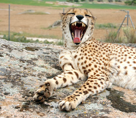 Cheetah Yawning