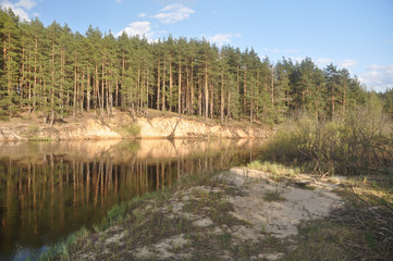 Pine forest on the sandy Bank of the river.