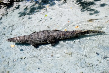 American alligator, alligator mississippiensis