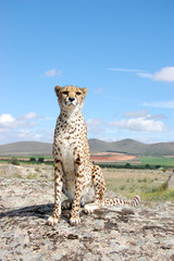 Cheetah's Vertical Portrait
