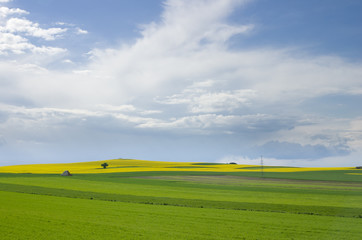 Góra usiana rzepakiem