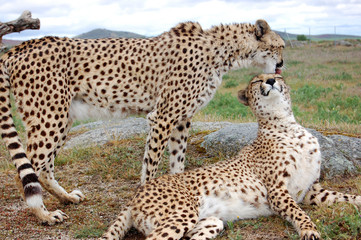 Two Cheetahs Cute