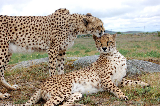 Two Cheetahs Cuddly