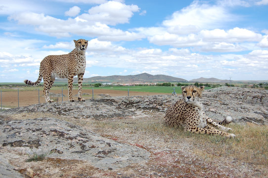 Two Cheetahs in Daylight
