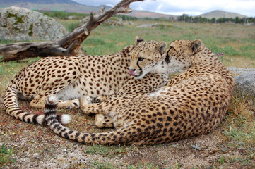 Two Cheetahs Laying Cute