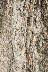 Old Wood Tree Texture Background Pattern