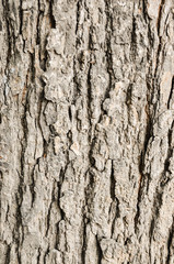 Old Wood Tree Texture Background Pattern