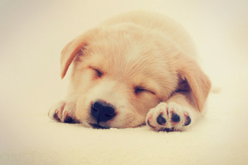 puppy sleeping