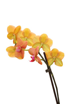 yellow and pink orchid