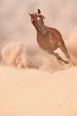 Arabian horse running out of the Desert Storm - 64922560