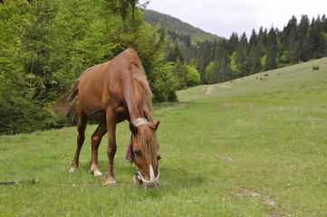 Fototapeta na wymiar Horse in field