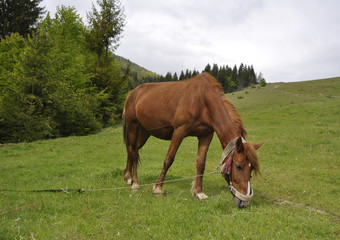 Fototapeta premium Horse in field