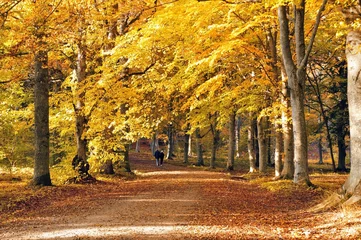 Fotobehang Beech forest in golden foliage © a40757se