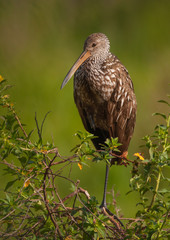 Limpkin Perched in a Lush Green Swamp