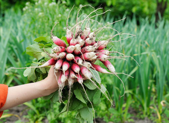 bunch of radishes in a hand