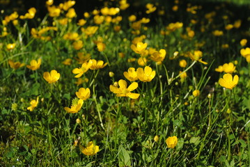 Scharfe Hahnenfu&szlig; Ranunculus acris