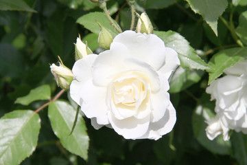 Rose blanche