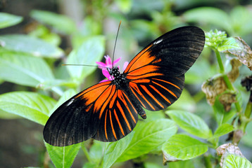 Doris Longwing Butterfly Latin name Heliconius Doris