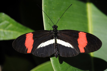 Fototapeta na wymiar Crimson-patched Longwing Butterfly