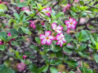Adenium Flowers.