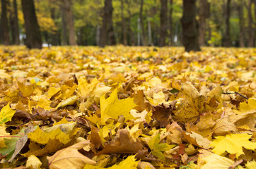 autumn leafs