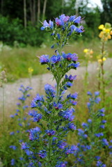 Gewöhnlicher  Natternkopf