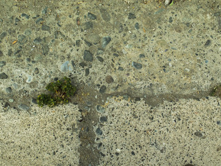 Textura de piedra, cemento, con vegetación
