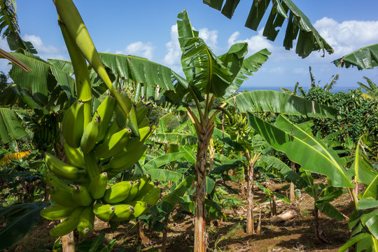 25 073 Meilleures Bananier Images Photos Et Illustrations Vectorielles Stock Adobe Stock