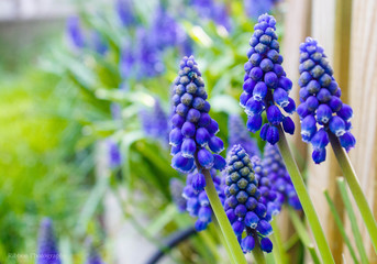 Traubenhyazinthe