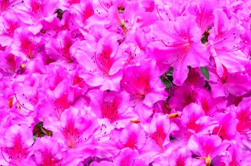 Rhododendron