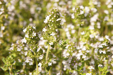 Thyme Flowers
