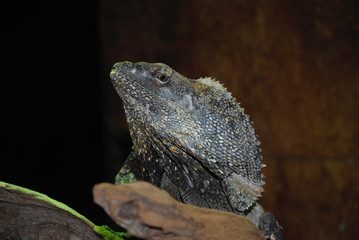 Frilled Dragon lizard