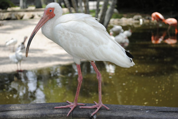White Ibis (Eudocimus albus)