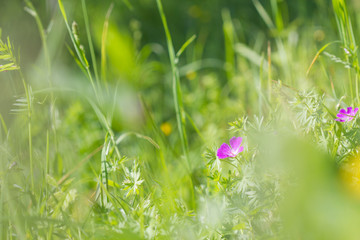 Grass and flower background