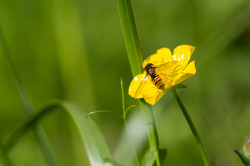 Insect on a yellow flower