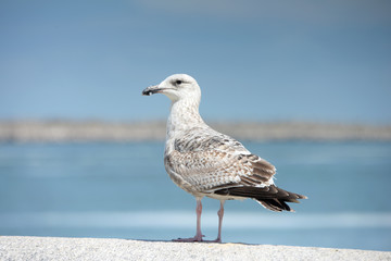 mouette 