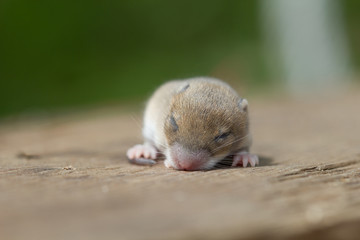 Mouse baby